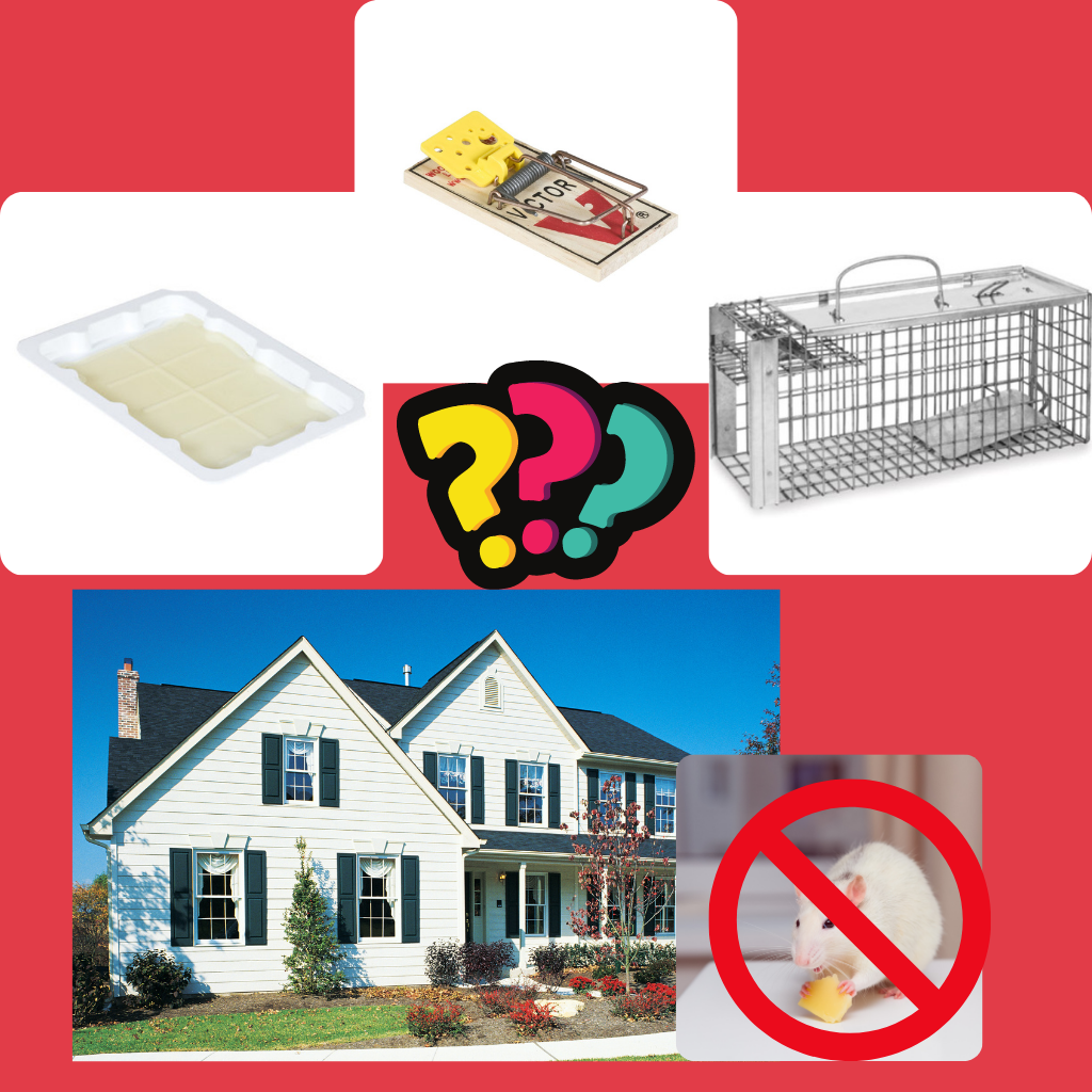 Controlling Rats Best Way to Trap a Rat in the House – Pest Supply Canada