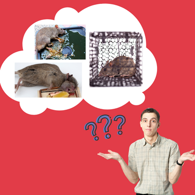 What to Do with Rat Caught in Live Trap