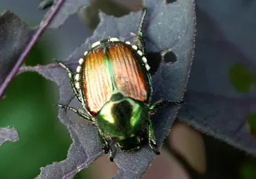 Japanese Beetles in Canada: Life Cycle, Signs and Remedies