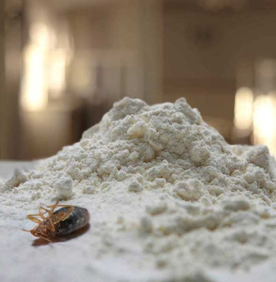 Bed Bug Powders