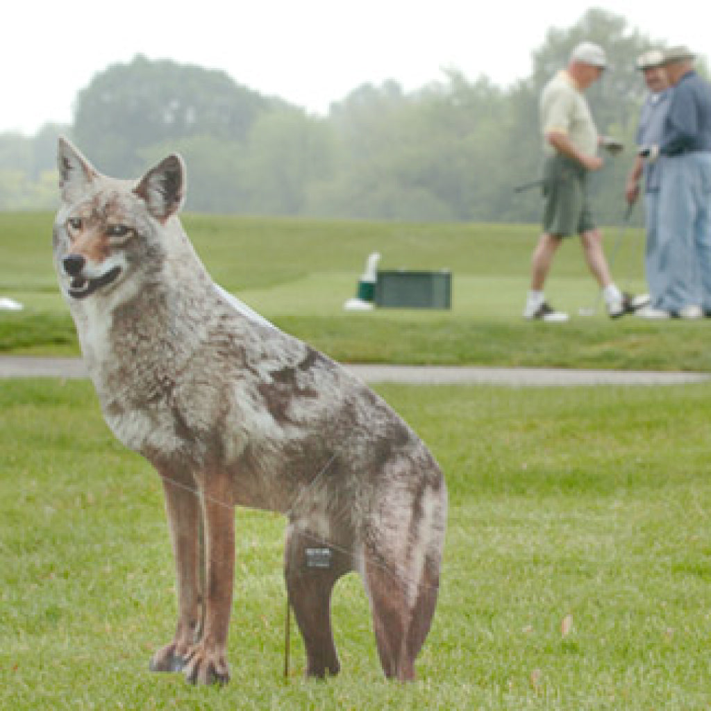 Coyote Decoy for Geese